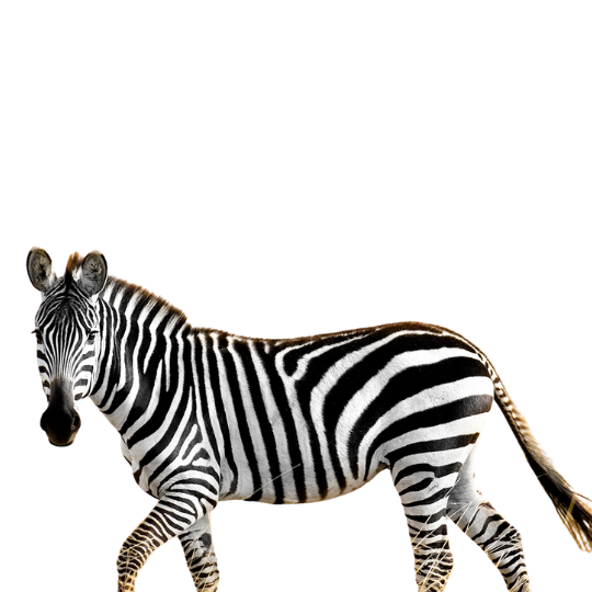 Blouwildebees (Bluewildebeest)